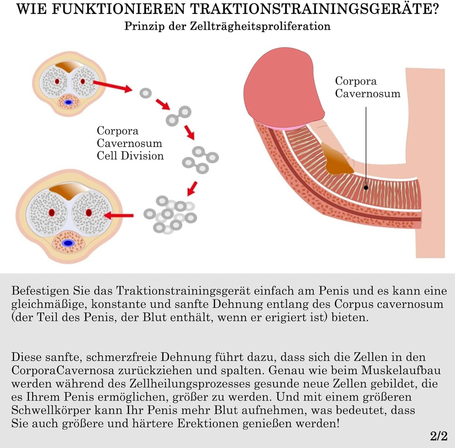 Erektionshilfe Penis Extender Physische Penisverlängerung