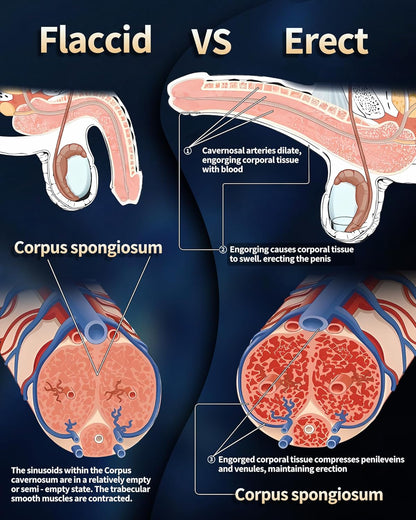 Elektrischer Vakuum Penispumpen Masturbator mit 6 Trainings und 5 Saugmodi